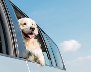 Dog looking out a car window