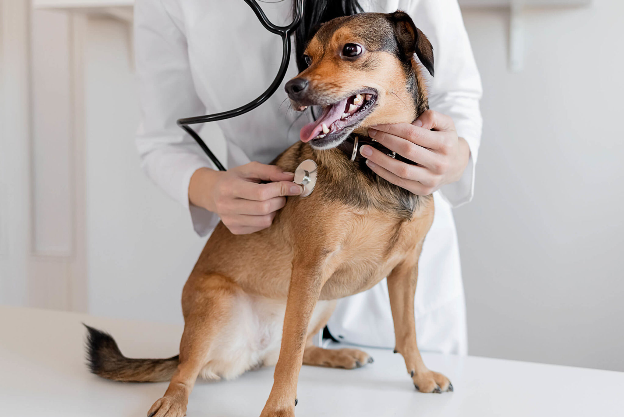 Veterinarian & Animal Hospital In Broomfield, CO | Laurel Veterinary Clinic