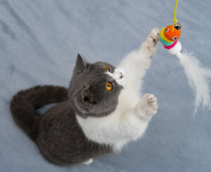 cat toys broomfield, co