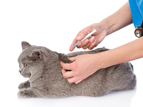 cat-receiving-vaccine-at-vet