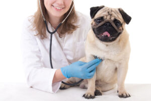 dog-with-vet-getting-check-up