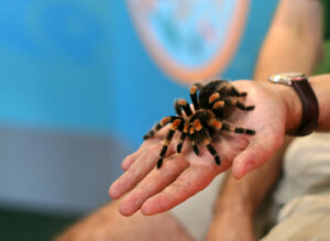 man-holding-pet-tarantula-in-his-hand