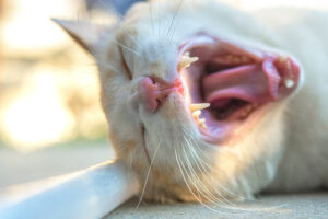 Cat with healthy, clean teeth