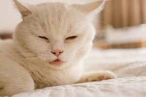close up of white cat drooling