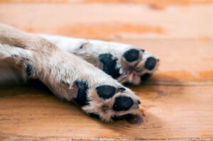 close-up-of-dog's-black-paw-pads-resting-on-wood-floor