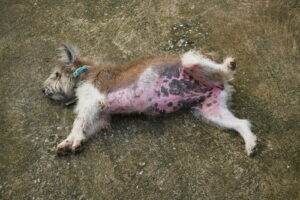 scruffy-brown-dog-laying-on-it's-back-with-red-rash-on-its-belly-and-legs