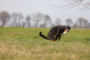 dog-pooping-in-open-field