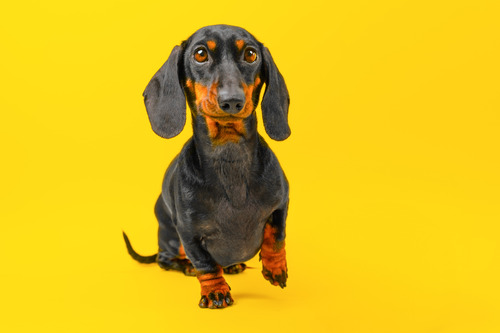 dacshund-dog-raising-paw-from-the-ground-against-yellow-background