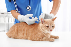 vet-administering-vaccine-to-orange-cat-at-clinic