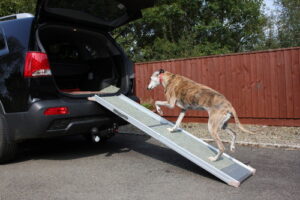 dog walking up ramp into the trunk of the car