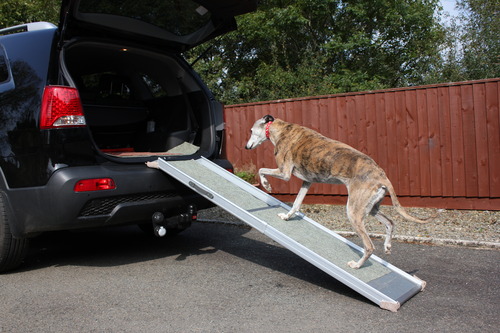 dog walking up ramp into the trunk of the car