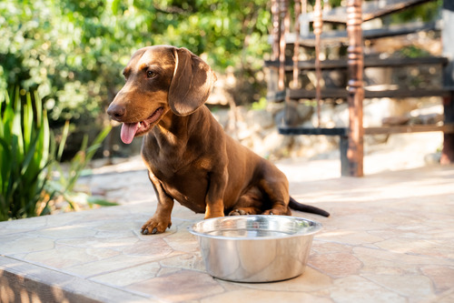dachshund dog with tongue out sitting outside near water bowl on a sunny day