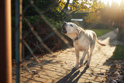 labrador retriever dog barking from behind a fence