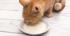orange cat drinking from a milk dish