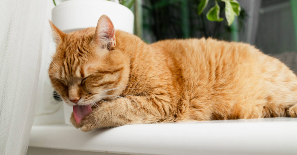 orange cat grooming its paws while sitting on a window sill