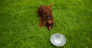 dog laying in the grass near water bowl as a possible sign of dog dehydration