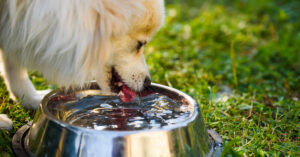 close up of dog drinking lots of water from metal bowl outside in the grass