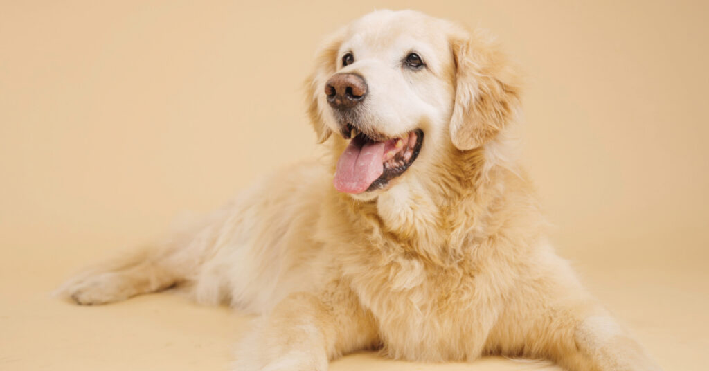 golden retriever dog laying on the floor while panting