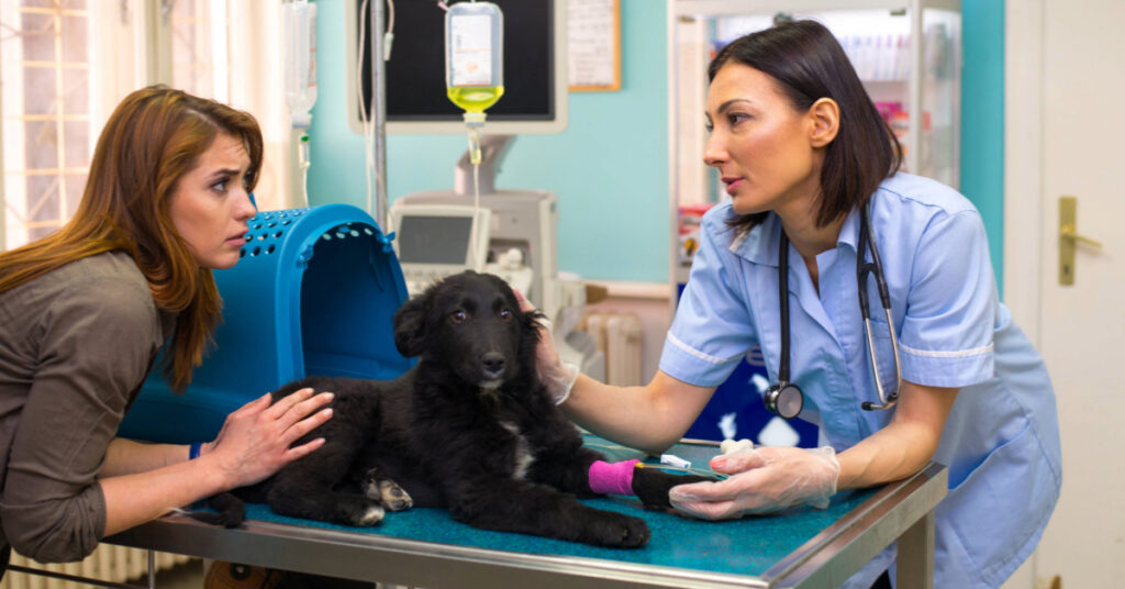 worried female pet owner talking to female vet during her sick dog's appointment