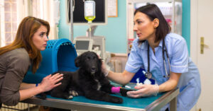 worried female pet owner talking to female vet during her sick dog's appointment