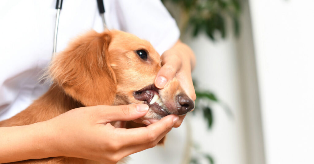 female vet checking dashchund dog's teeth