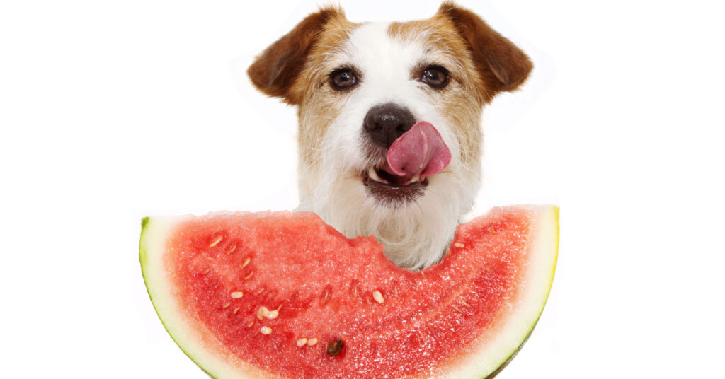jack russell terrier dog licking its lips while eating a piece of watermelon