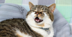 cat laying in blankets mid sneeze