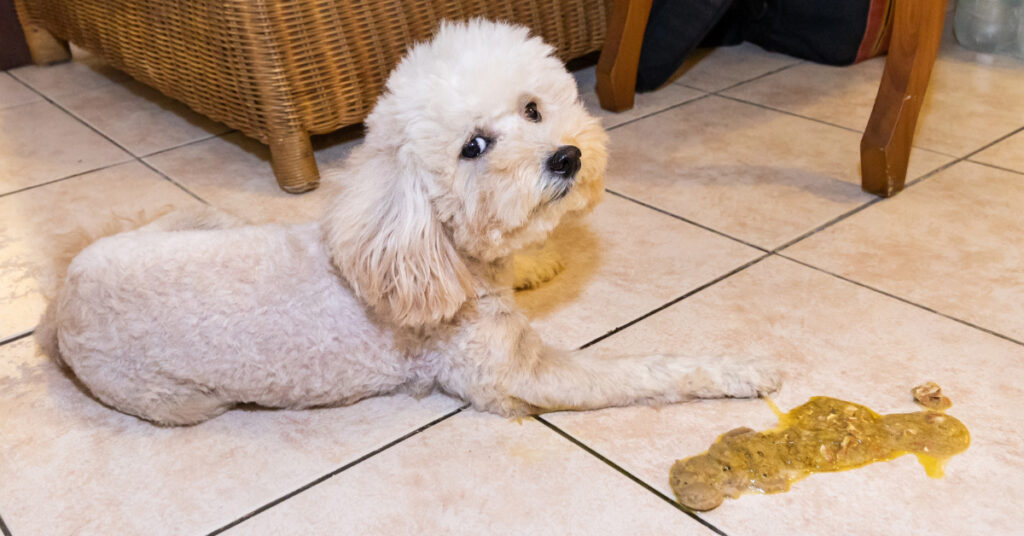 dog laying next to puddle of yellow vomit