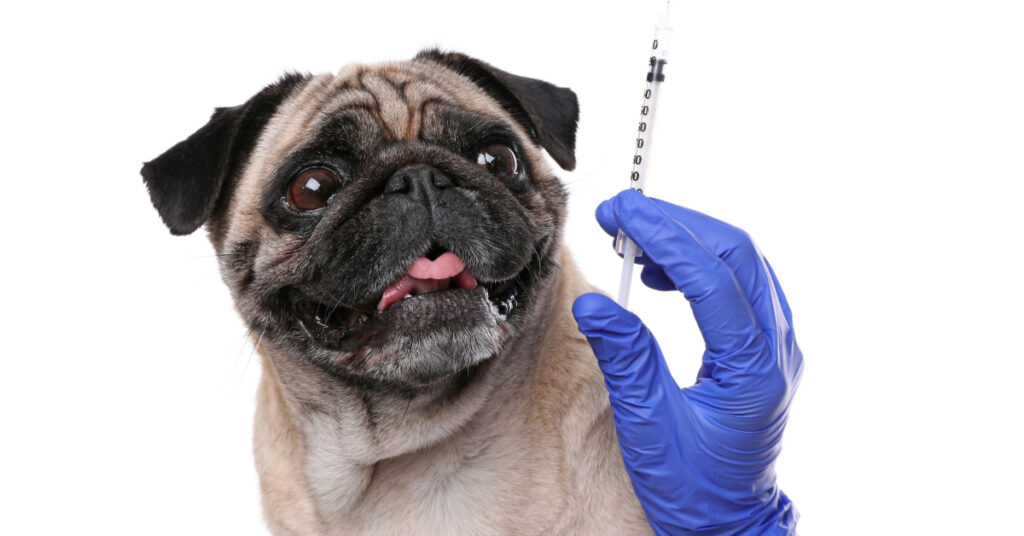 pug dog waiting for vet to administer vaccine