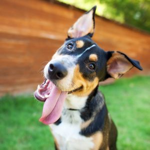 happy-dog-with-tongue-out-1-square